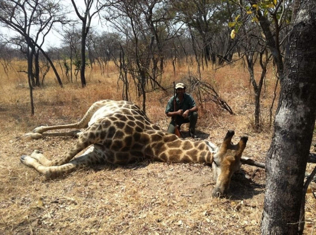 Side by Side Pro Hunting Safaris Zimbabwe Amin Turk Giraffe