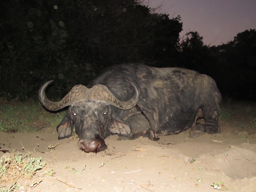 Side by Side Pro hunting Safaris Zimbabwe Amir Turk Buffalo