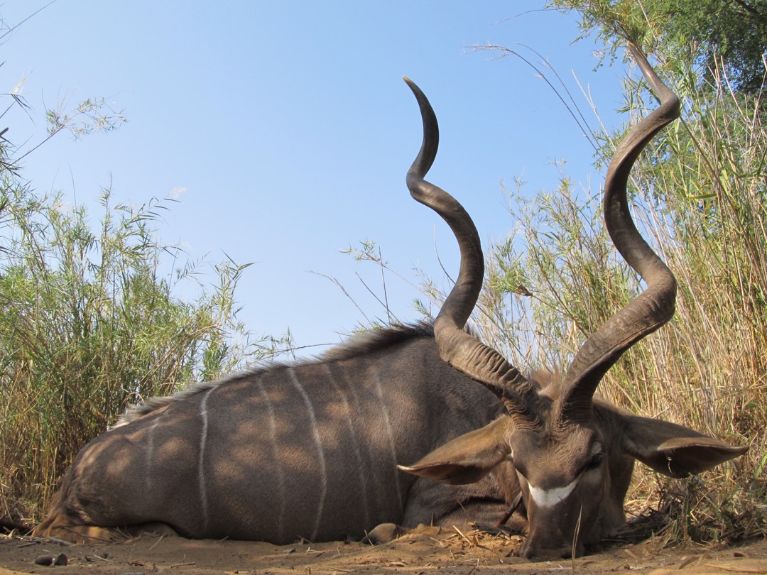 Side by Side Pro Hunting Safaris Zimbabwe Amin Turk Kudu