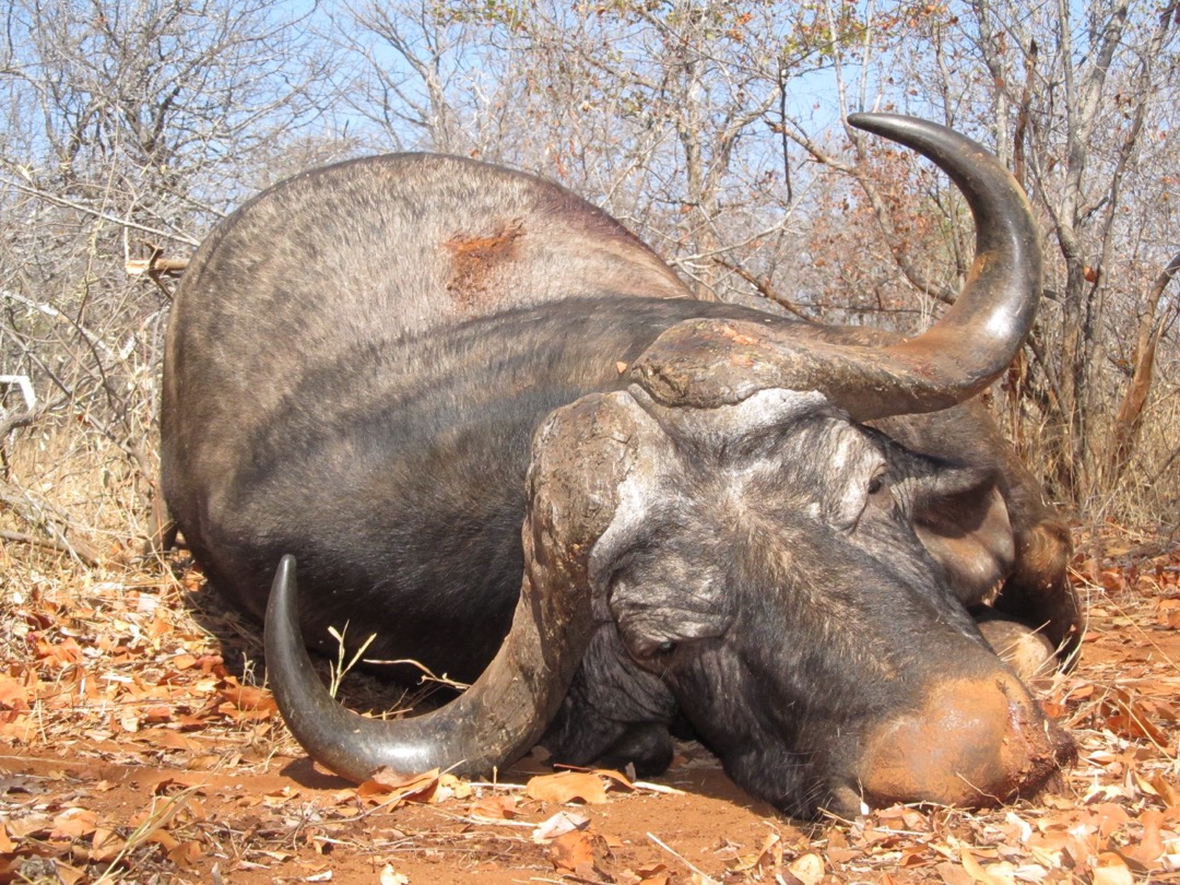Side by Side Pro hunting Safaris Zimbabwe Amir Turk Buffalo